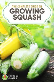 How do i know when to pick my zucchini. Growing Squash The Complete Guide To Plant Grow Harvest Squash
