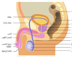 صورة الشرج (جهاز هضمي)