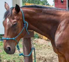 You will need 20 feet or 6 metres (for all sizes) of halter rope or double braided yachting rope. Better Tools For Better Groundwork Budget Equestrian