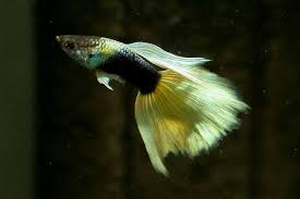 Black And Yellow Fish Freshwater Guppy Half Black Yellow