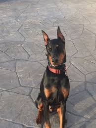 Free doberman puppy for adoption. 7 Best Doberman Breeders In North Carolina 2021 We Love Doodles