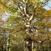 Tree with light colored bark and edible nuts: 1