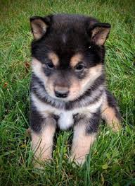 We did not find results for: Akc Shiba Inu Puppies For Sale In Tualatin Oregon Animals Nstuff