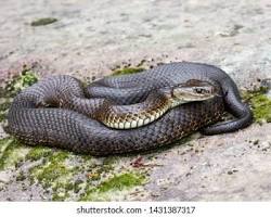 Cobra-tigre