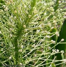 Image result for Schizocarphus nervosus