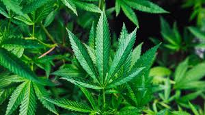 Der hanf (cannabis sativa l.) gehört zur familie der hanfgewächse. Cannabis Wird Kiffen Gefahrlicher Zeit Online