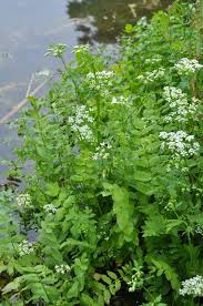 Image result for Berula erecta