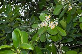 Image result for Calophyllum
