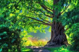 ··· free wallpapers wall paper wallpaper wholesale free 3d wallpapers photo 3d wall paper for living room. 3d Green Natural Tree Beautiful Wallpapers For Android Beautiful Picture Of Natural Scenery 960x640 Wallpaper Teahub Io