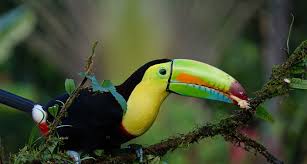 Lass dich auf die offene mentalität der. Auslandsaufenthalt In Costa Rica Freiwilligenarbeit Sprachreise Praktikum
