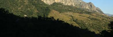 Image result for Schizochilus lepidus