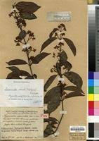 Image result for Hippocratea crenata