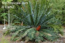 Image result for Encephalartos gratus