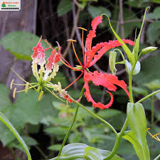 Image result for Gloriosa superba