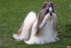 Shih Tzu Puppies For Sale - AKC PuppyFinder