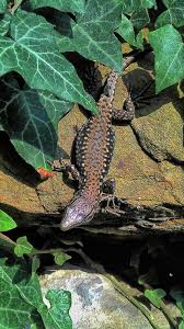 Image result for Sorindeia rhodesica