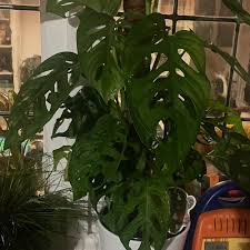 Check spelling or type a new query. How To Care For Monstera Adansonii Laniata In Beaverton Or