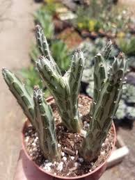 Image result for Senecio sp.no.4