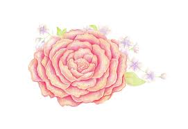 How To Draw Spring Flowers With Colored Pencils Check out our pencil sketch flower selection for the very best in unique or custom, handmade pieces from our prints shops. to draw spring flowers with colored pencils
