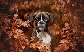 Download Wallpapers Boxer Dog Autumn Puppy Pets Cute Animals Dogs Boxer Boxerdogsfunny Cutepuppywallpaper Boxer Dogs Boxer Dogs Funny Puppy Photography