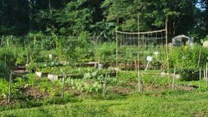 Remember, though, to make sure these are accurate according to what to plant in january: Warm Season Vegetable Planting Chores For Georgia