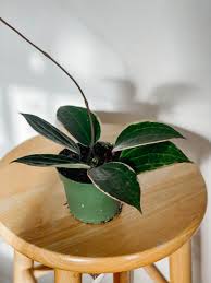 Image result for Carvalhoa macrophylla