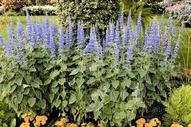 Image result for Coleus thyrsoideus