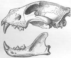 Vintage animal skeleton drawings poster by waterculture. Error 403 Animal Drawings Skull Anatomy Skeleton Drawings