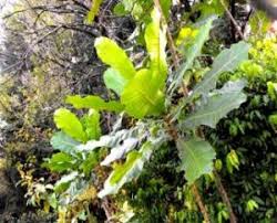 Image result for Buchnera chimanimaniensis