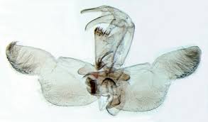 Image result for Ethmia dodecea