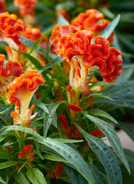 This is the red velvet flower challenge and the member i chose for today was: How To Grow Celosia Garden Gate