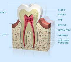 Pin On Educ Human Body