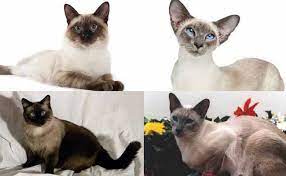 Tidak hanya itu, kucing himalaya sangat lucu apalagi waktu masih bayi. 4 Jenis Kucing Siam Siamese Beserta Harganya 2021 Kucingklik Com