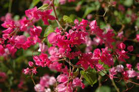 Leaves are borne in an alternate fashion at the ends of the limbs. 10 Flowering Vines For Southwestern Gardens