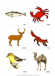Wild Animals
