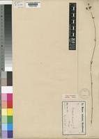 Image result for Oldenlandia angolensis