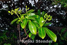 Image result for Psychotria moninensis