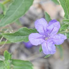 Image result for Ruellia cordata