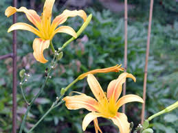 Mature 'ice carnival' daylily plants grow up to 18 inches in height and 30 inches in width. Daring Daylilies That Really Stand Out Horticulture