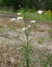 Image result for Oxyanthus strigosus