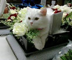 Barang hantaran tunang dan hantaran kahwin. 8 Benda Ni Jarang Orang Jadikan Hantaran Kahwin Nombor 7 Tu Tak Pernah Terfikir Langsung