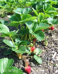 Additionally, feed strawberry plants growing in containers and grow bags with a high potassium liquid feed, such as tomato feed, every 7 to 14 days throughout the growing perpetual strawberries are useful for extending the season. How To Start A Strawberry Bed