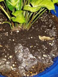 Mold in plant soil is not dangerous to your plants, but it certainly doesn't do them much good either. Mold On The Dirt In My House Plants Hometalk
