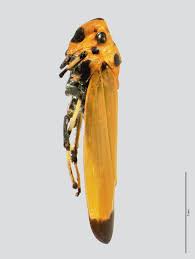 Image result for Vangueria ferruginea