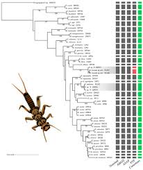 Image result for Philenoptera katangensis