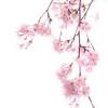 Art japonais, paysages japonais, cerisiers en fleurs, art fleuri sakura, estampes d'art japonaises, affiches, gravures sur bois et reproductions de peintures. Https Encrypted Tbn0 Gstatic Com Images Q Tbn And9gcruujqp V5oawgue1aup8bo3ravwsp0lhpga8rsm1ziwtvl5q8v Usqp Cau