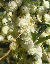 Image result for Cuscuta planiflora