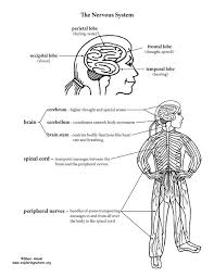 Pin By Lanaasha Marshall On St John S College Anatomy Coloring Book Nervous System Activities Nervous System Structure