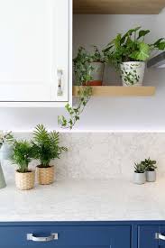 indoor plants for kitchens kitchen