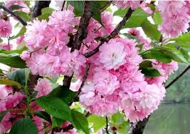 We did not find results for: Kwanzan Cherry Tree Double Flowers 3 Year Live Tree Buy Online In El Salvador At Desertcart 68421836